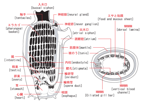 [生物の発生] 成体 -ホヤの成体-