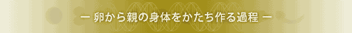 ������e�̑̂����������ߒ�
